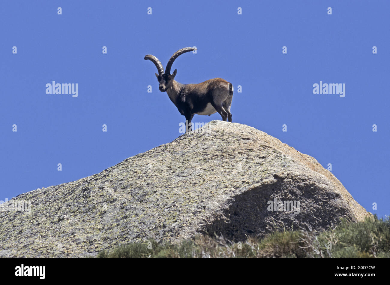 Iberian Ibex buck sorge su una roccia rifugio Foto Stock