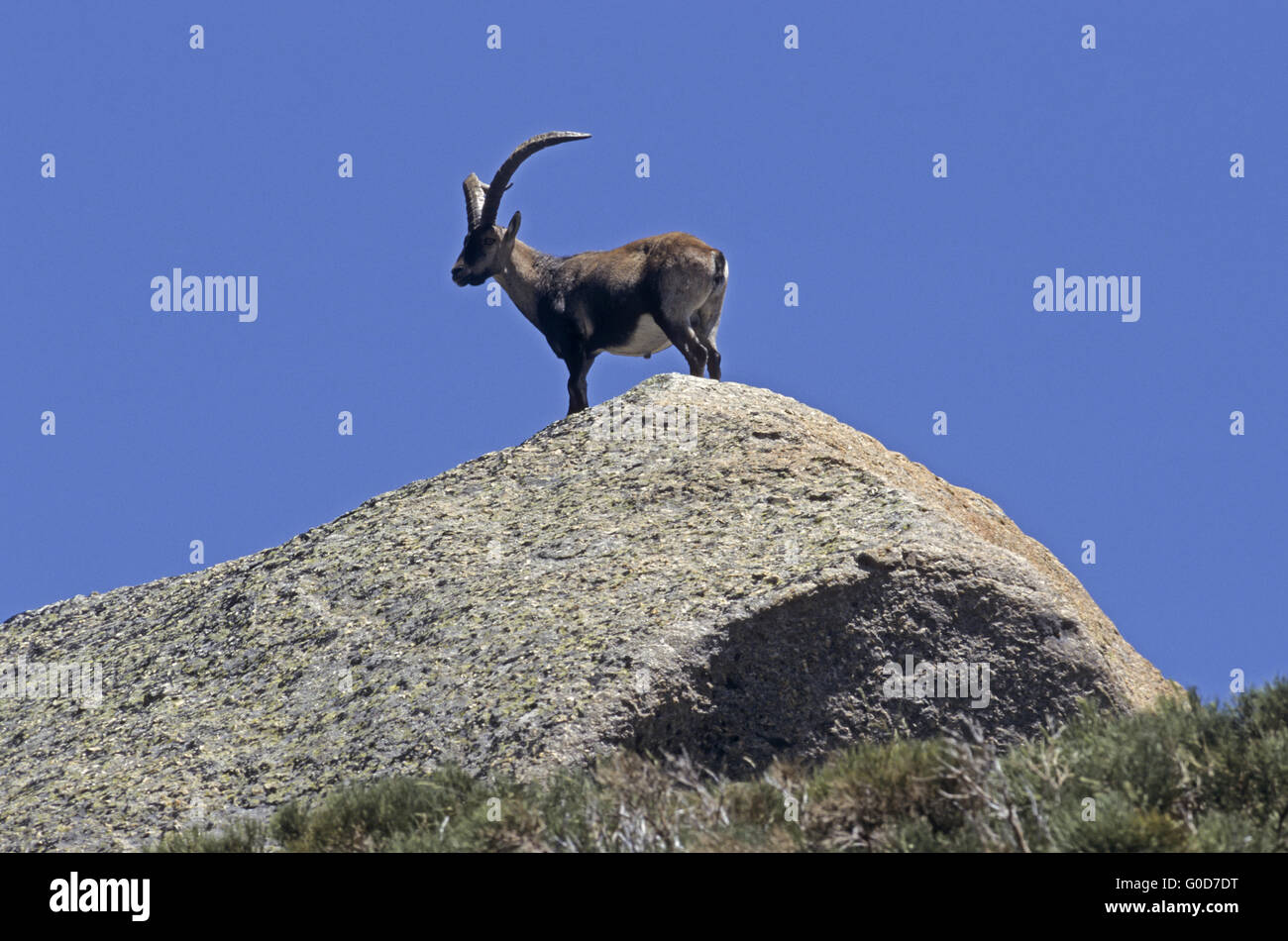 Iberian Ibex buck sorge su una roccia rifugio Foto Stock