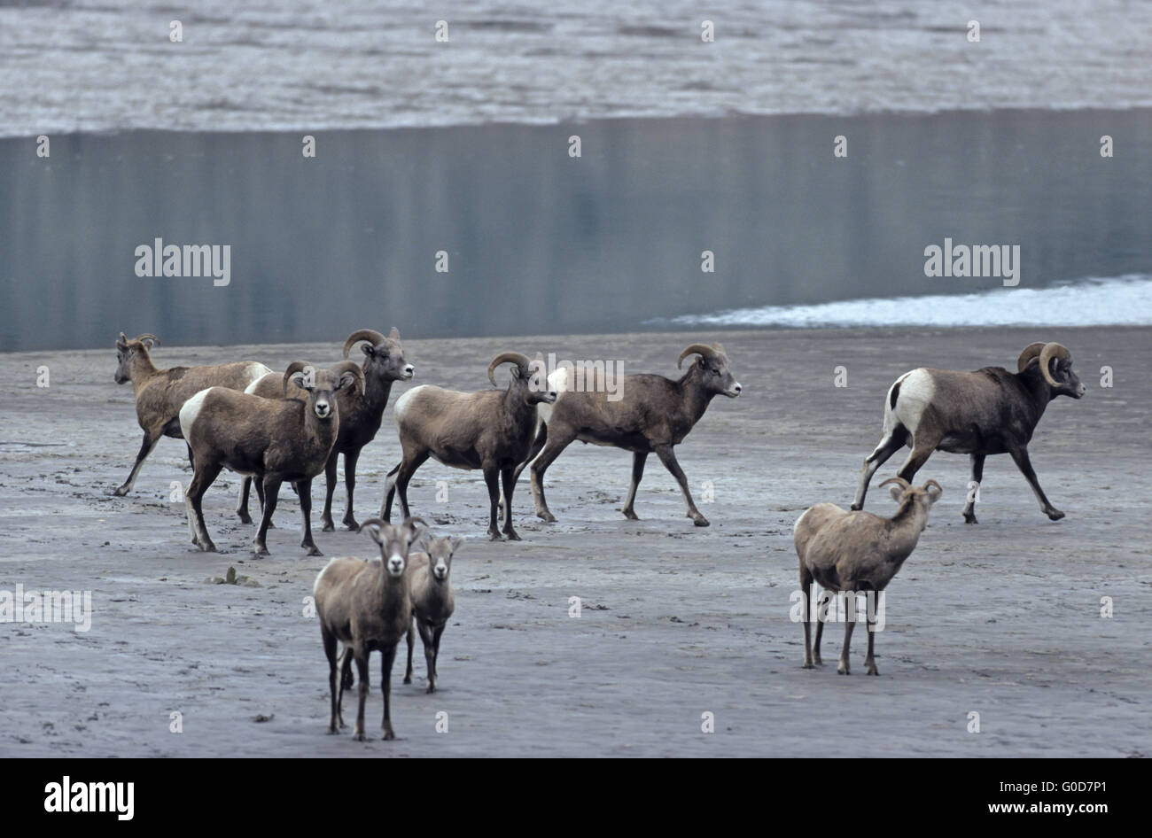 Bighorn Sheeps su una banca di ghiaia delle Montagne Rocciose Foto Stock