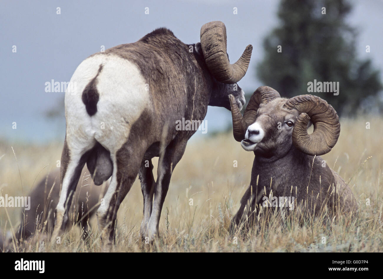 Bighorn Rams poggiano su un prato Foto Stock