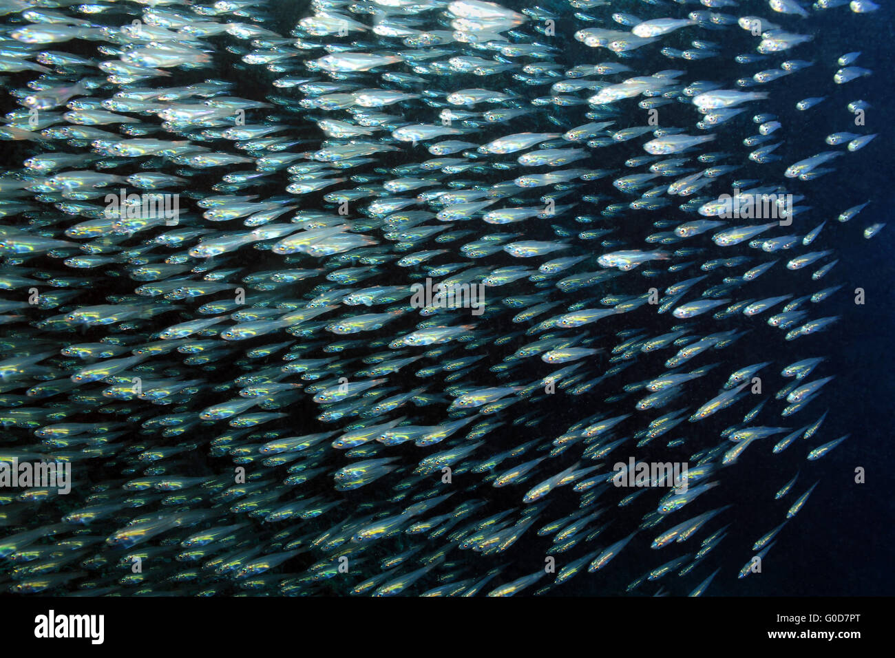 Scuola di pesce Foto Stock