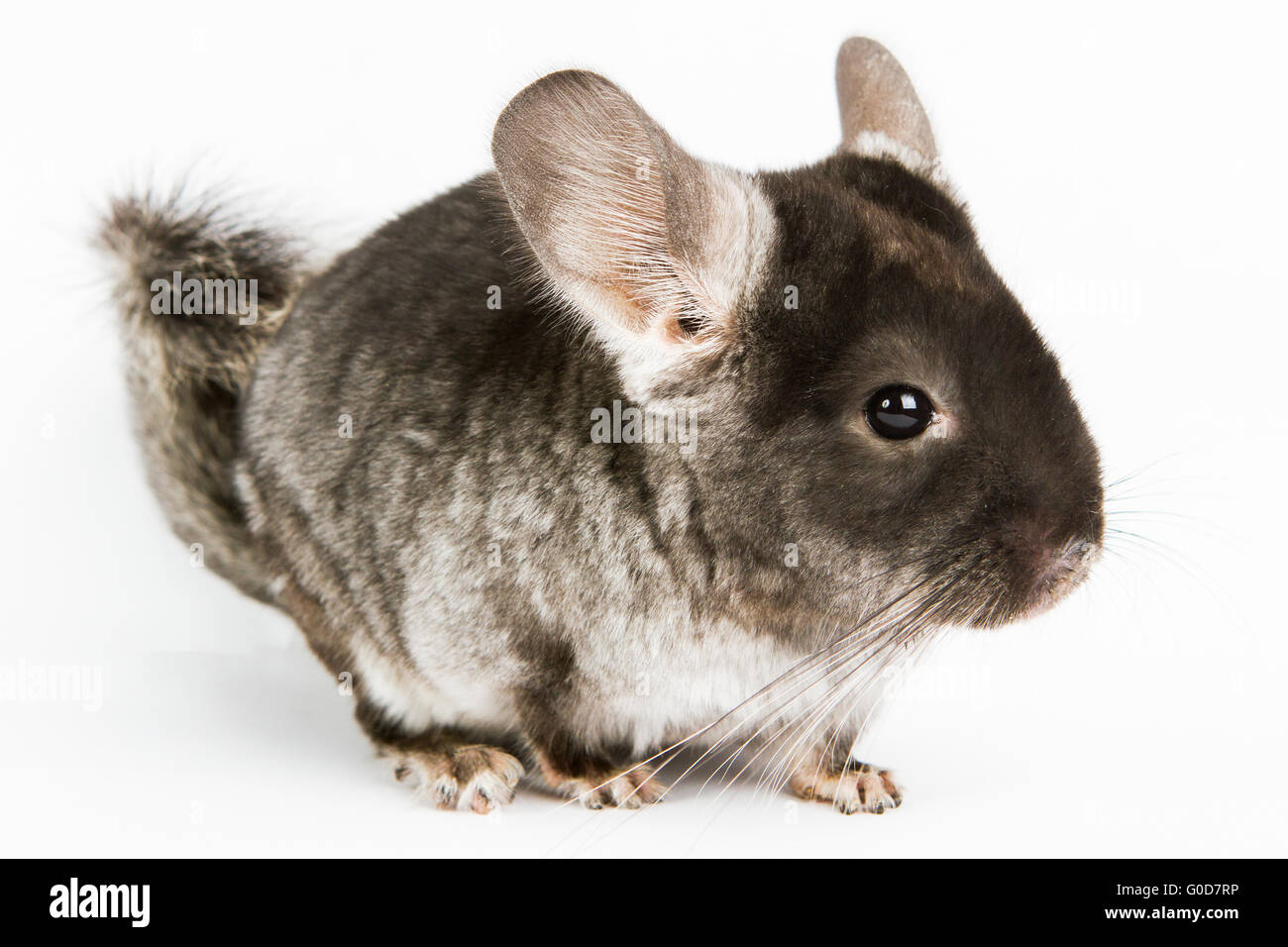 Argento cincillà Foto Stock