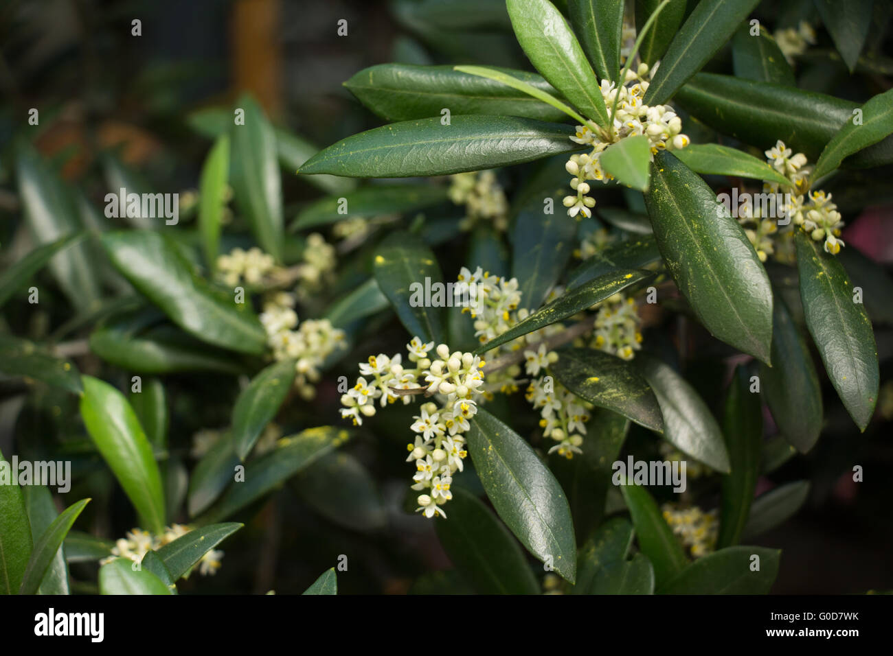Blooming Olive tree Foto Stock