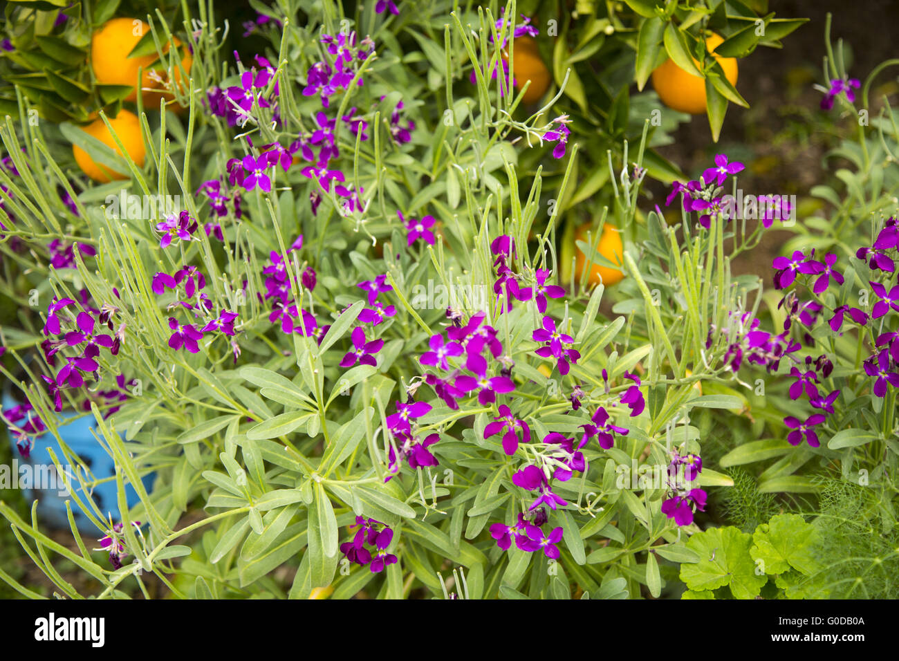 Fiori in un paese sul lato giardino con aranci Foto Stock