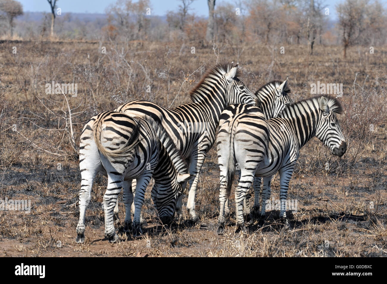 La Burchell Zebra in Africa Foto Stock