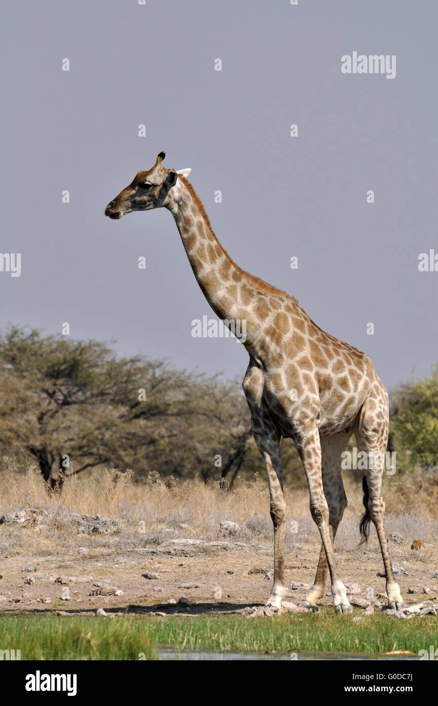 Giraffe bere Foto Stock