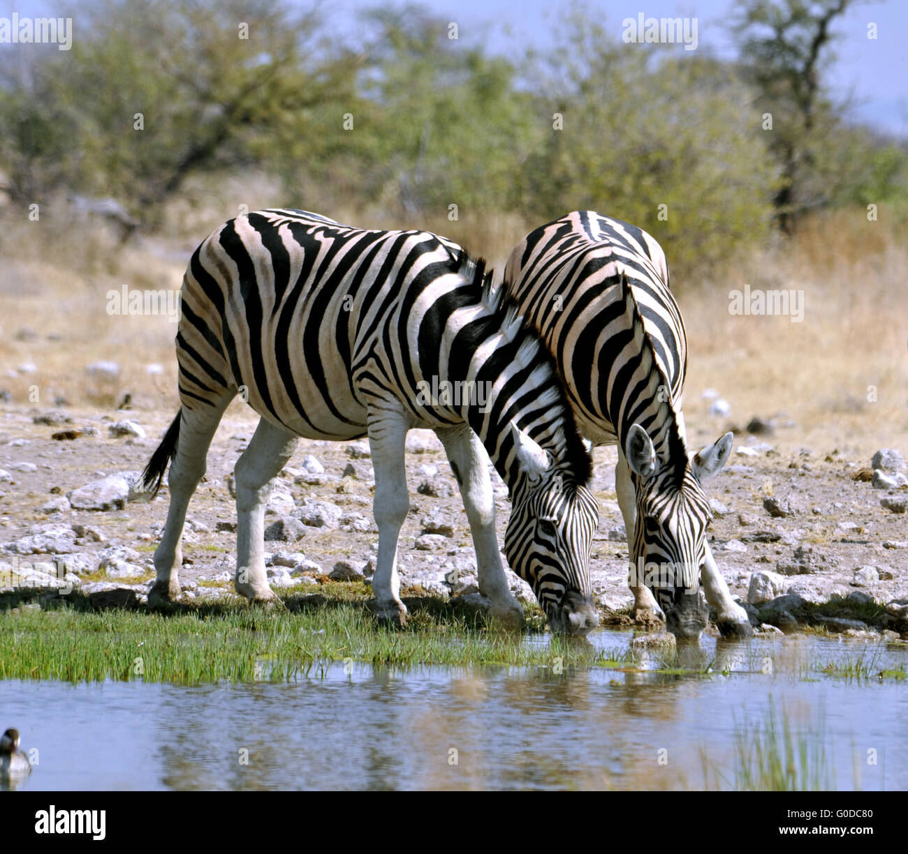 La Burchell Zebra in Africa Foto Stock