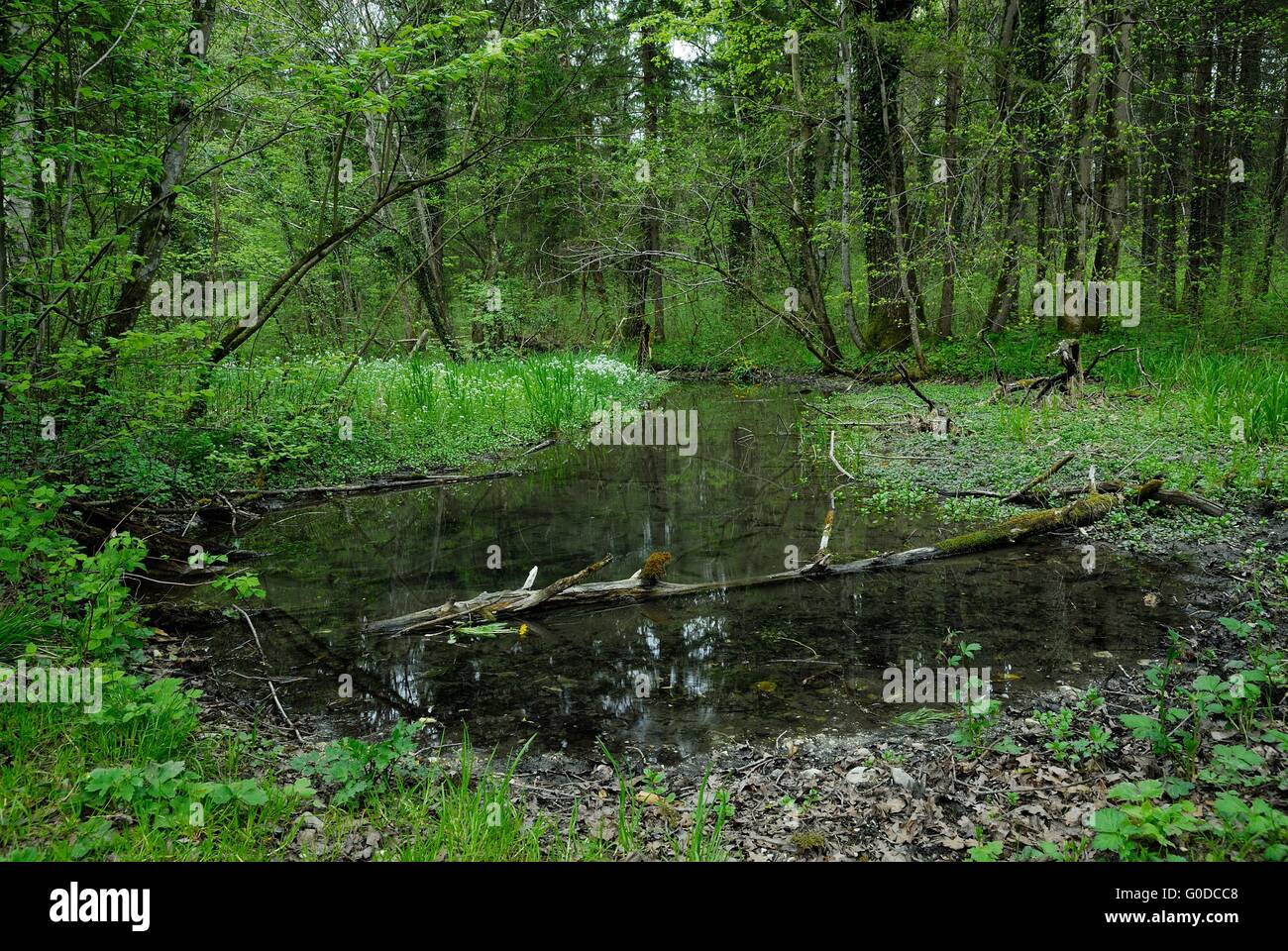 Floodplain forest Foto Stock