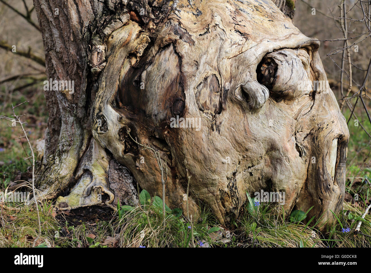 Tree simulando un mistico humanlike faccia in legno Foto Stock