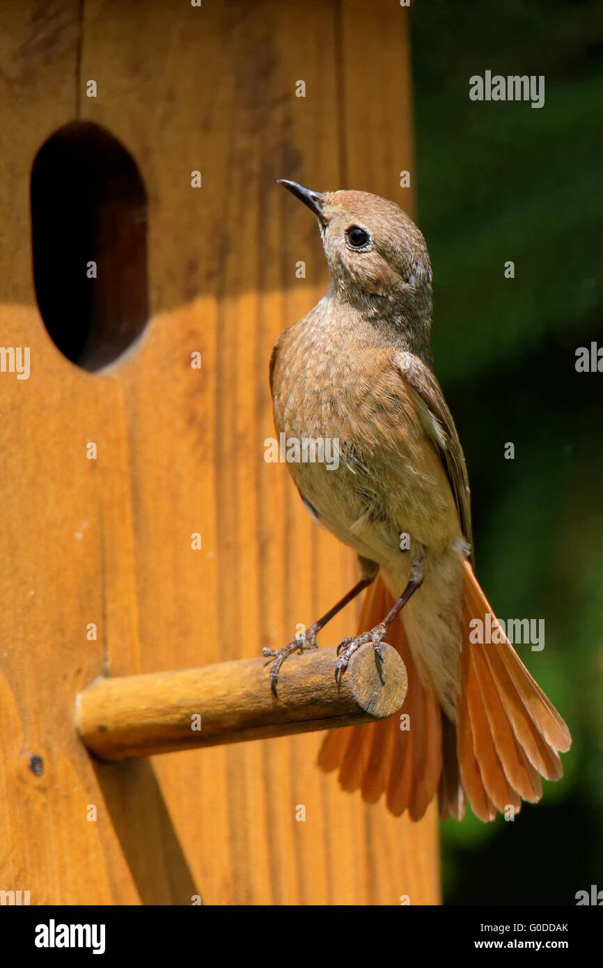 Redstart comune alla scatola di nido Foto Stock