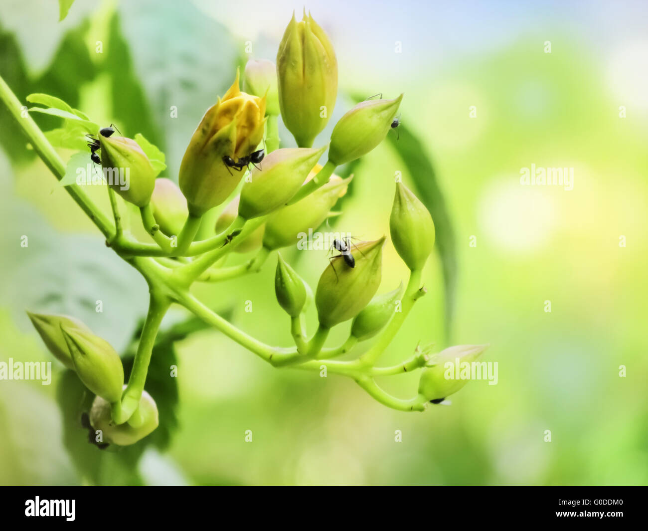 Rametto di Edera con alcuni fiori e formiche riuniscono Foto Stock