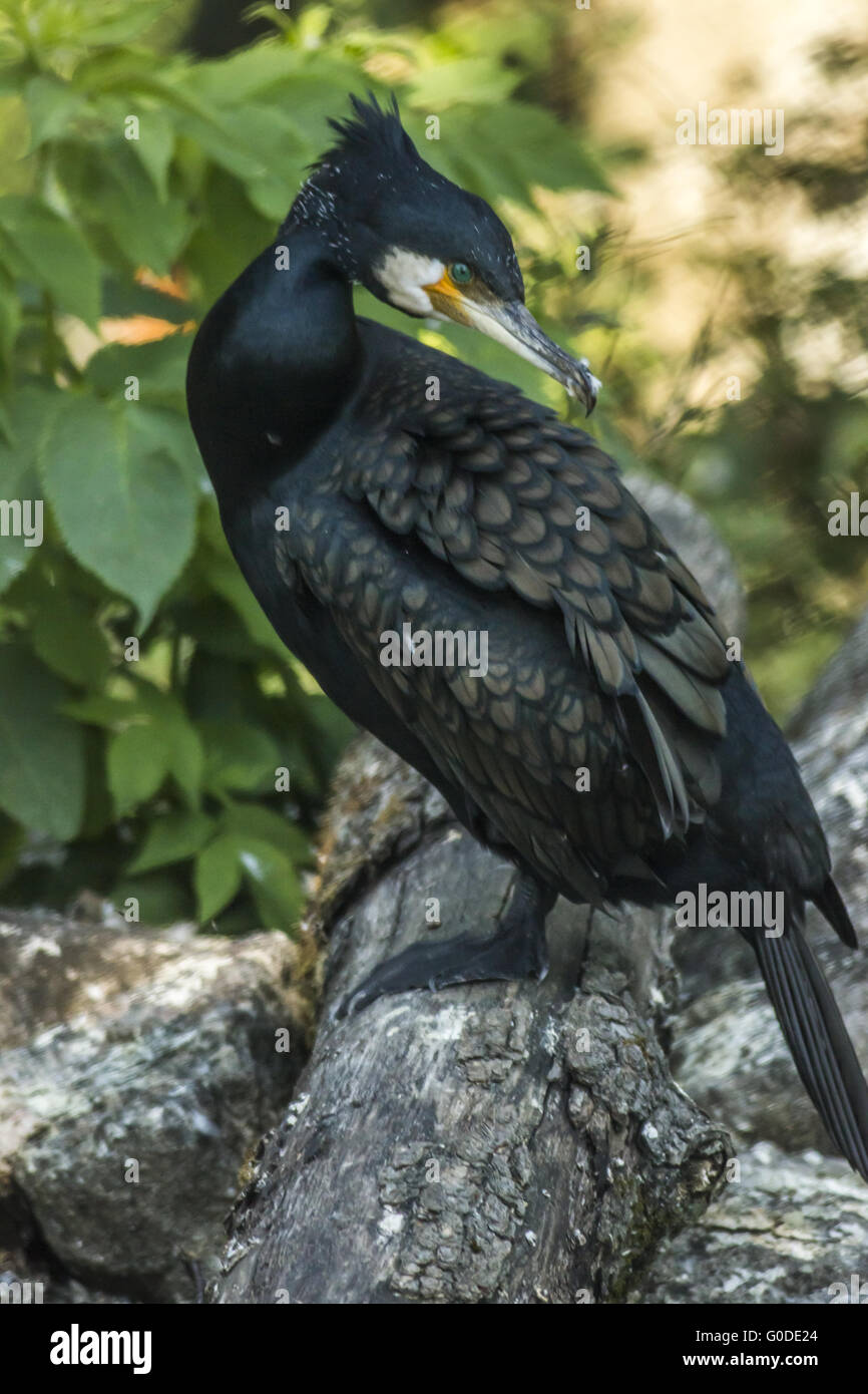 Cormorano nero (Phalocrocorax carbo) Foto Stock