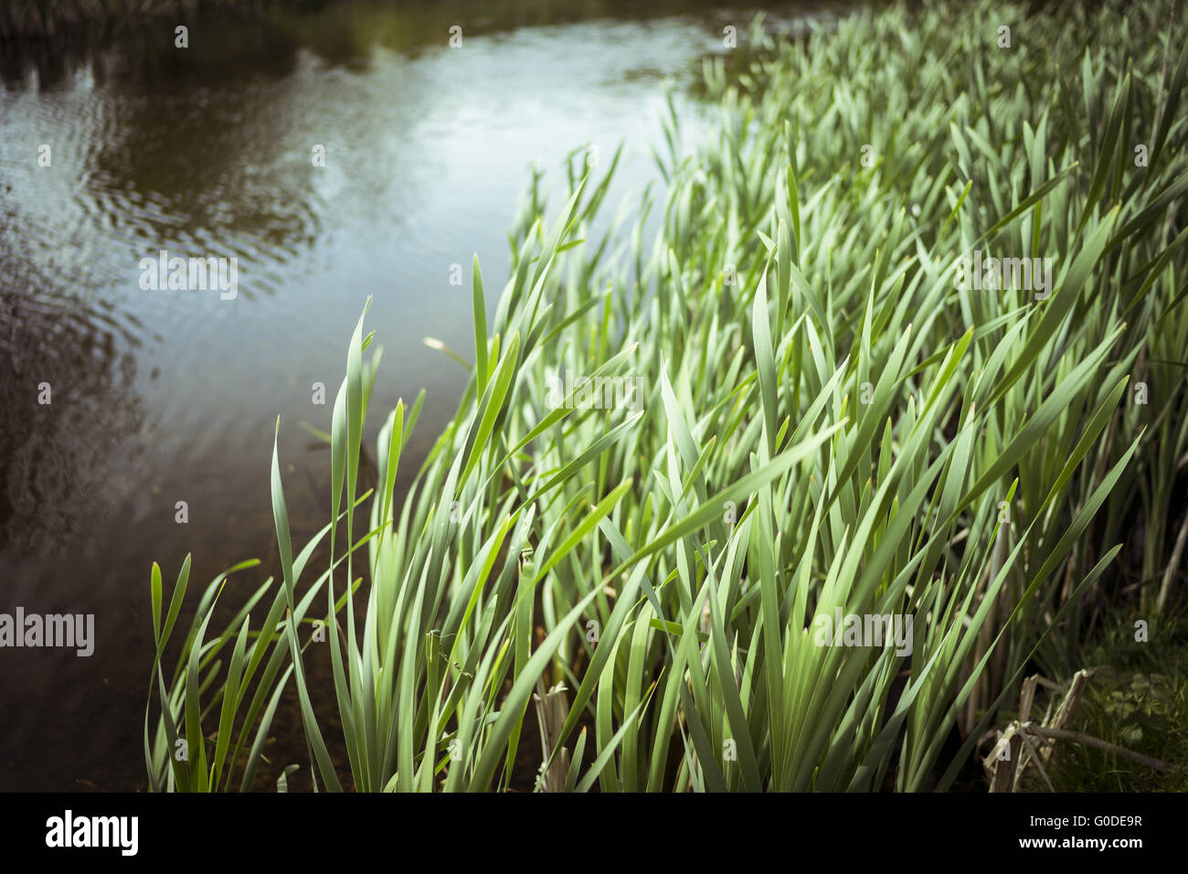 Ance sfocata e il lago di maggio Foto Stock