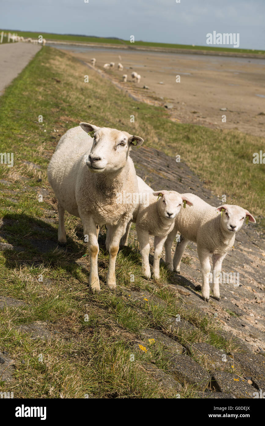 Pecore sulla diga dell'isola Terschelling in th Foto Stock