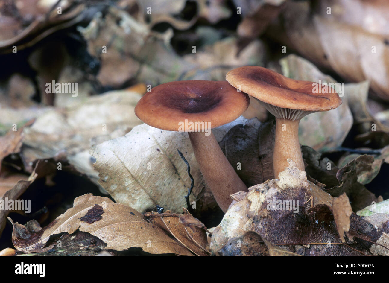 Lieve Milkcap cresce nel tardo autunno sotto faggi Foto Stock