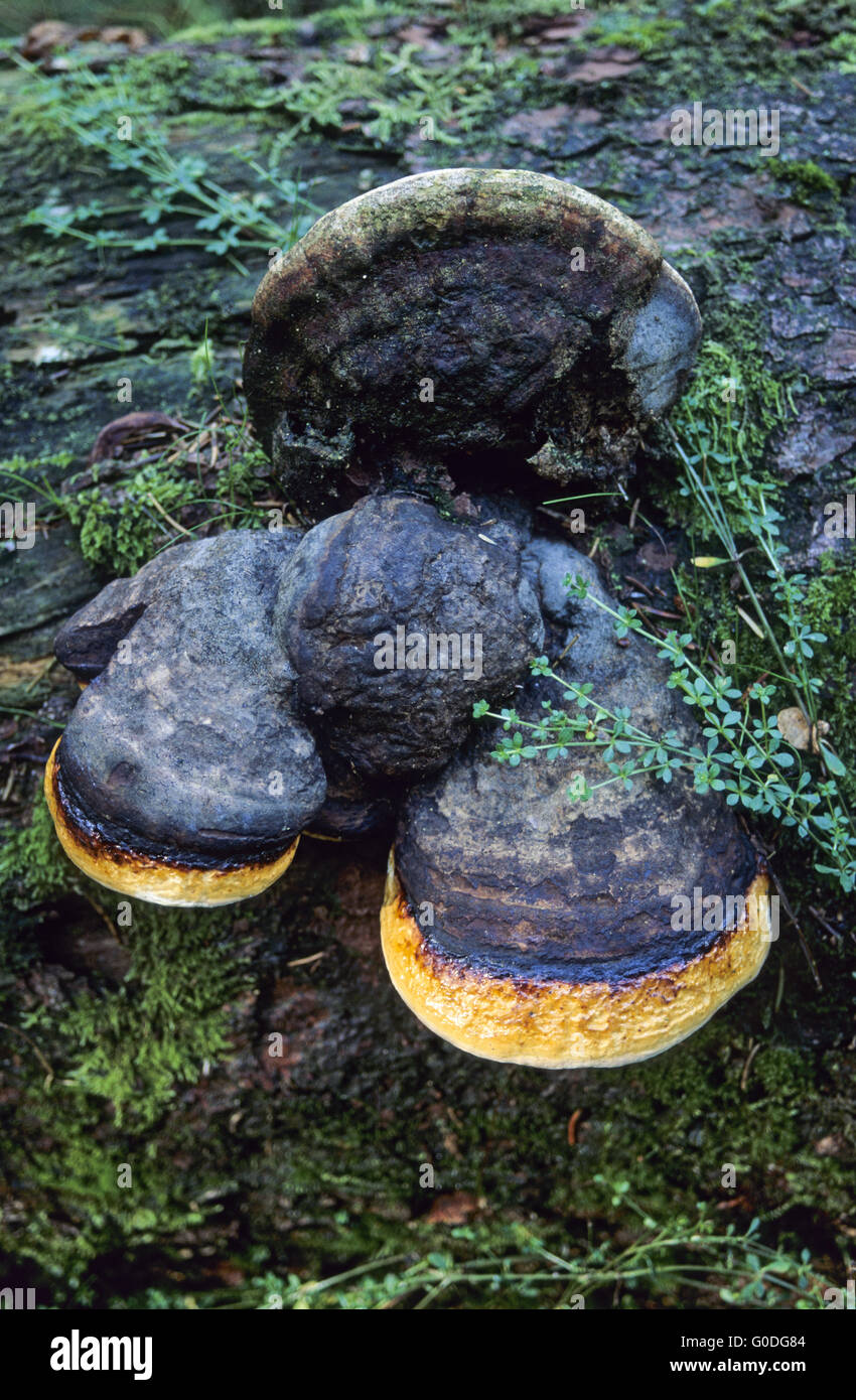 Rosso-nastrare Polypore cresce su alberi di conifere Foto Stock