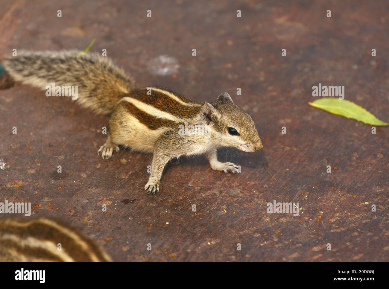 Chipmunk Foto Stock