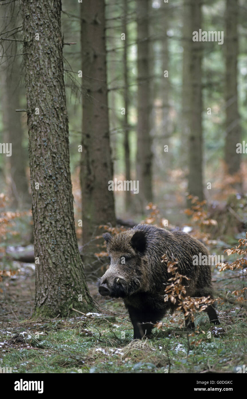 Il Cinghiale tusker cerca le scrofe nel solco Foto Stock