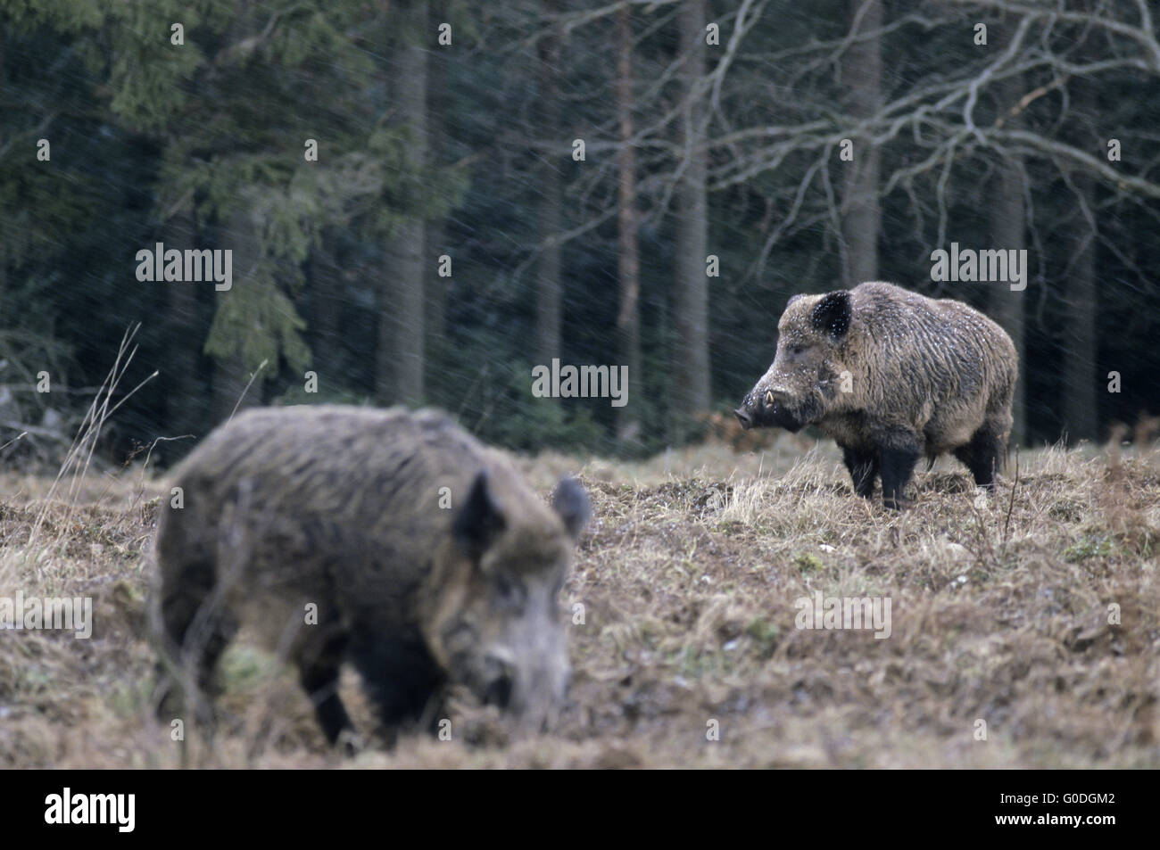 Il Cinghiale tusker in lavori di soffiaggio della neve Foto Stock