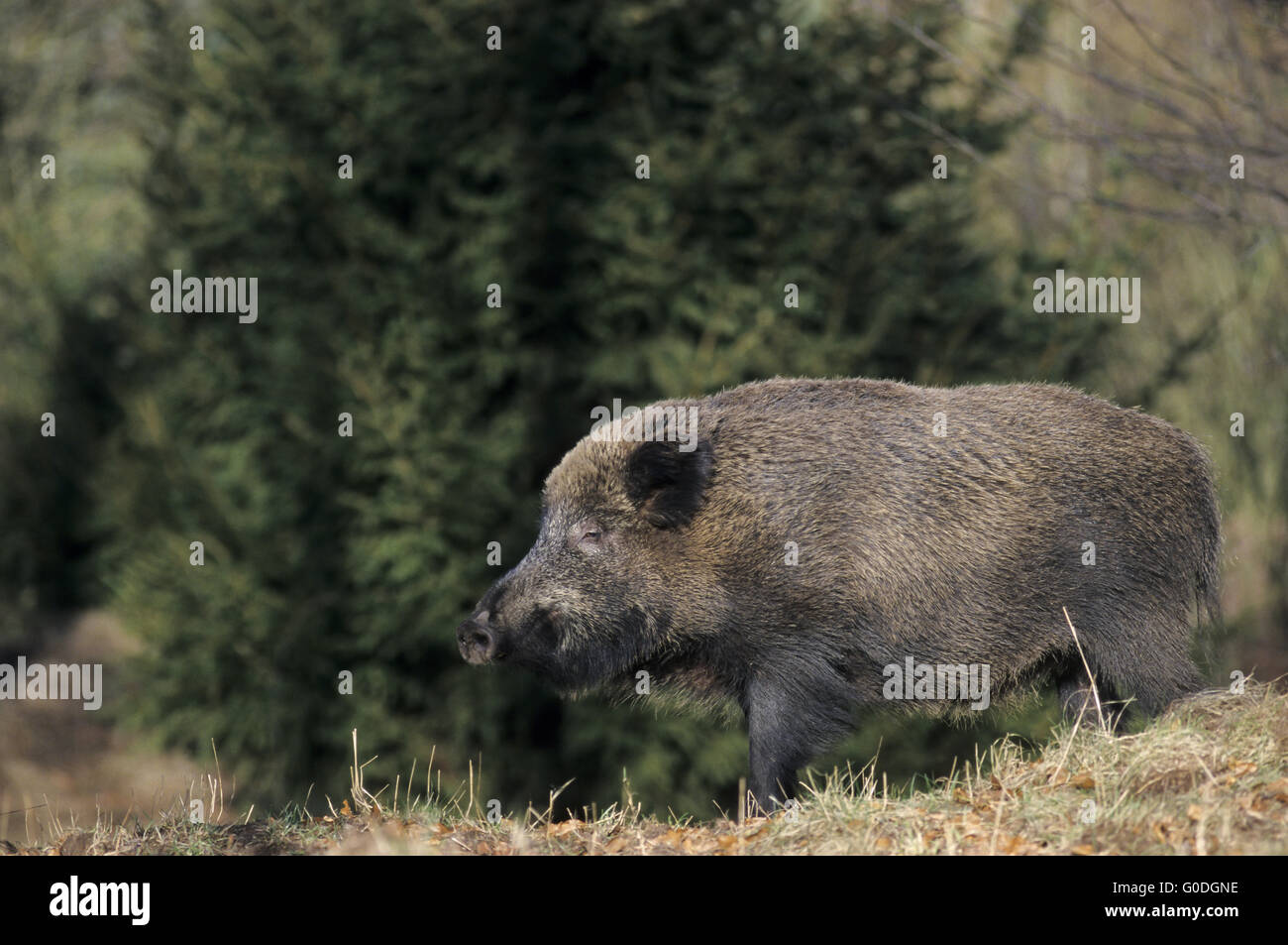 Il Cinghiale seminare cerca cibo a bordo della foresta Foto Stock