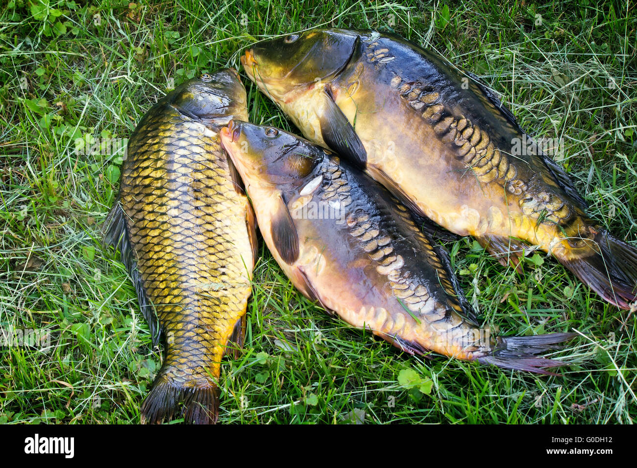 Pesce pescato nel fiume sdraiati sull'erba. Foto Stock