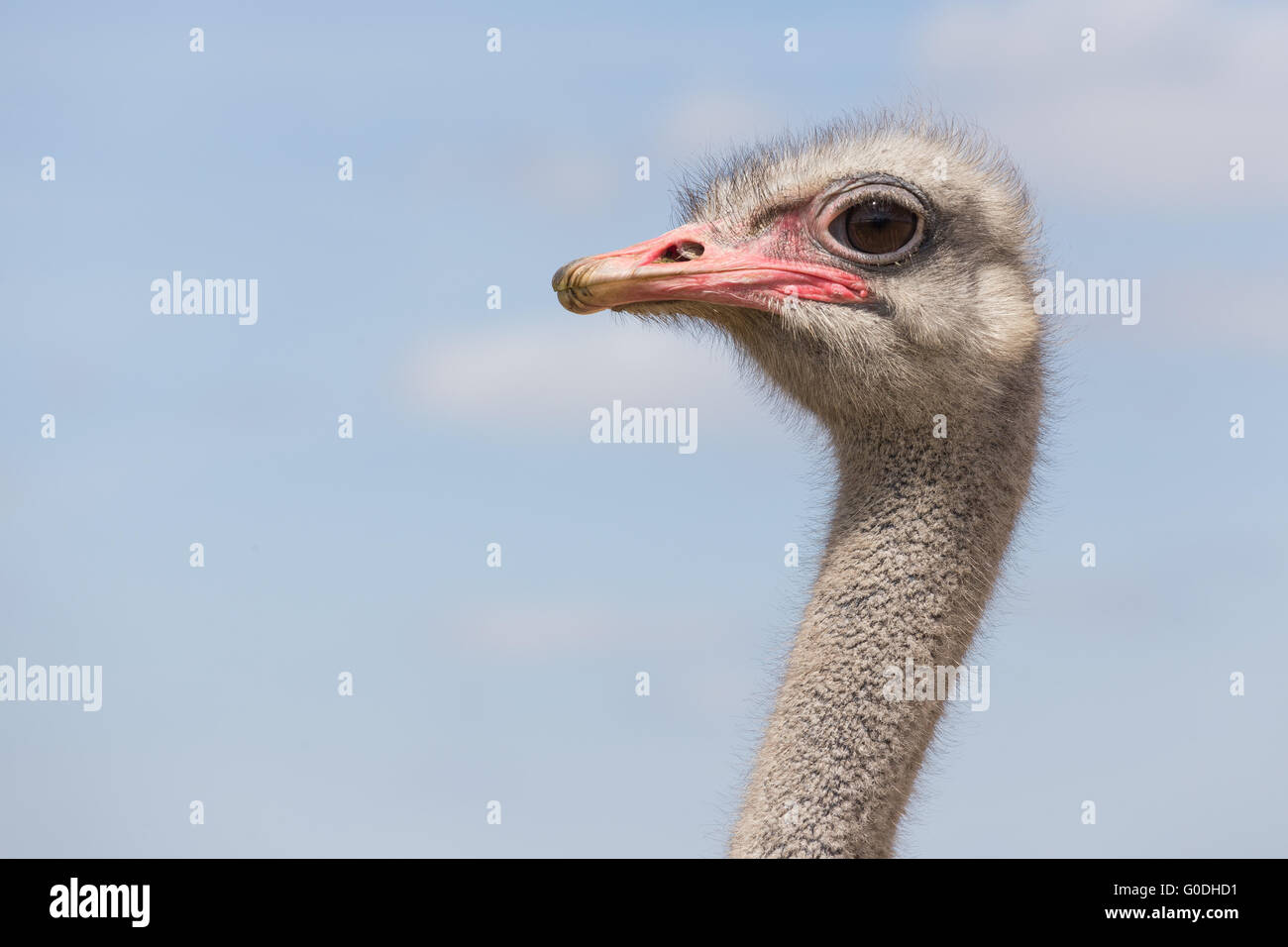 Ostrich guarda la telecamera Foto Stock