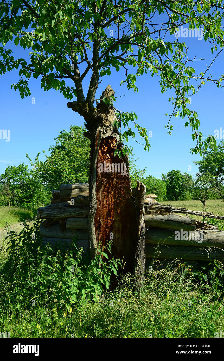 Albero; moribondi albero; frutteto; albero ciliegio; Foto Stock