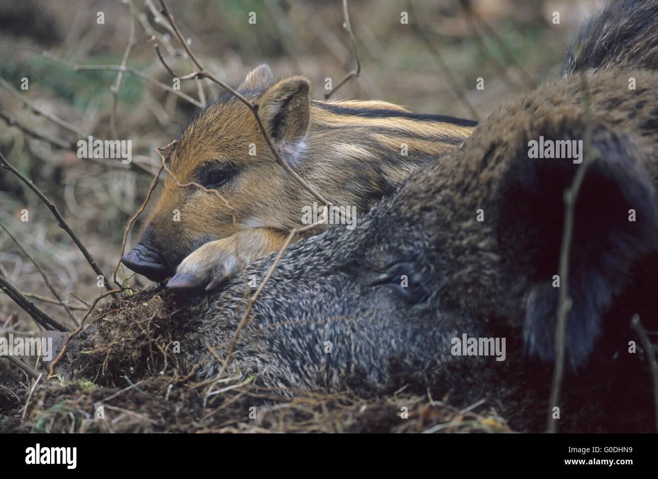 Il Cinghiale shoate dorme sul la covata della sua diga Foto Stock