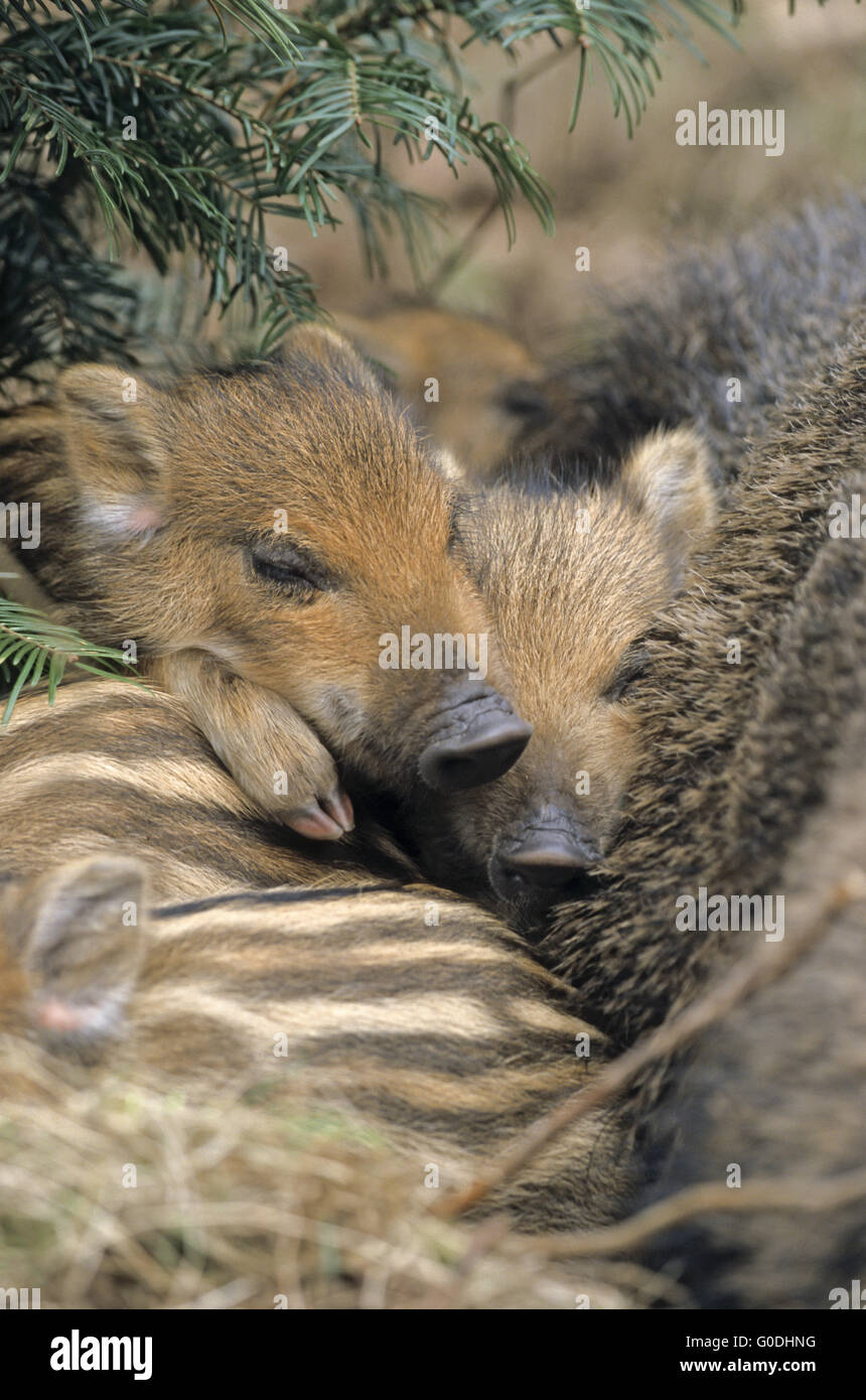 Il Cinghiale scrofa e suinetti che giace vicino insieme Foto Stock