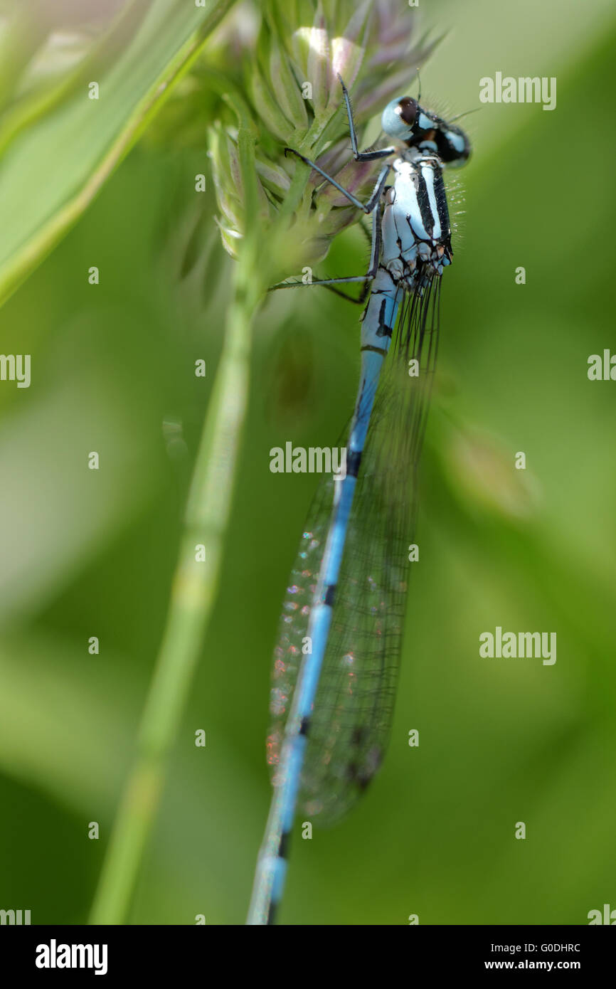 Damselfly blu Foto Stock