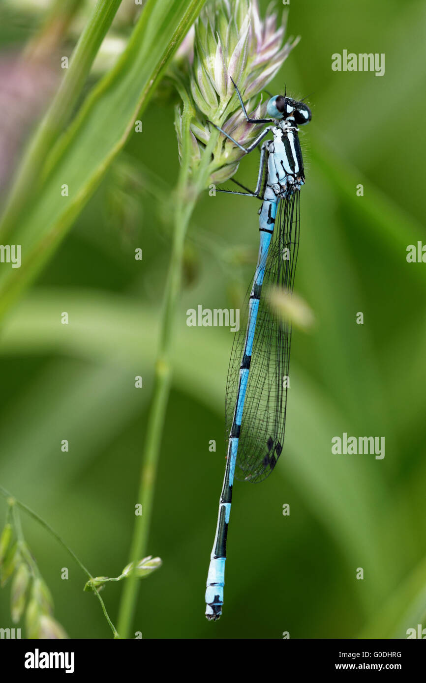 Damselfly blu Foto Stock