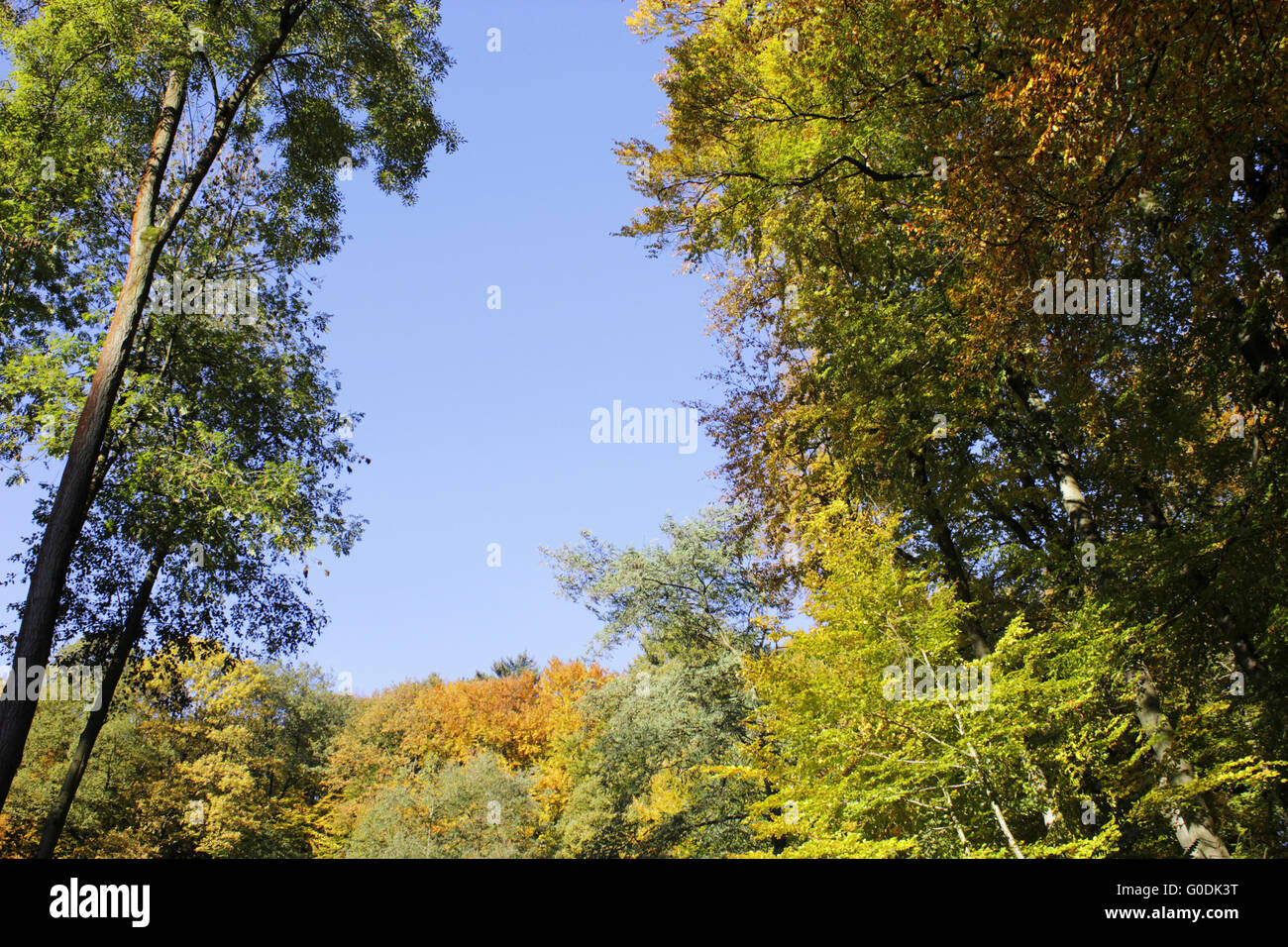 Alberi radura Foto Stock