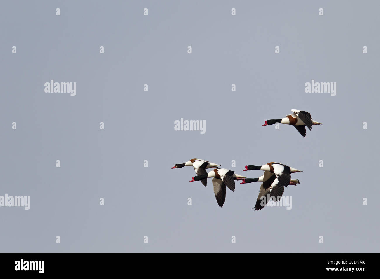 Shelduck comune i sessi sono simili Foto Stock