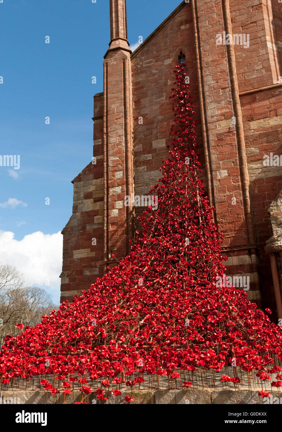 "Finestra di pianto" scultura di papavero da Paolo Cummins e Tom Piper, installato presso San Mangus nella cattedrale di Orkney Foto Stock