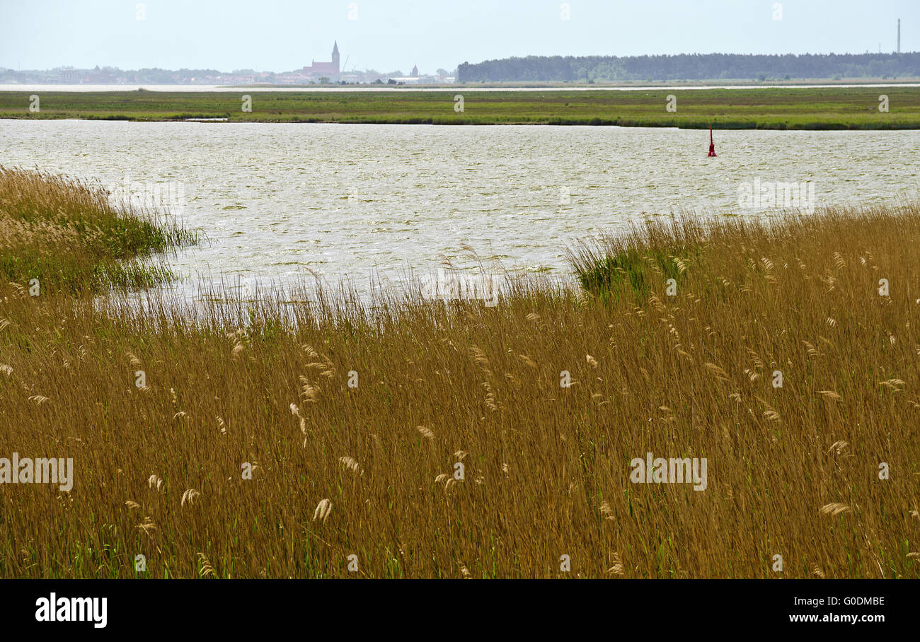 Paesaggio con piante di reed e la zona di acqua di Bodden Foto Stock