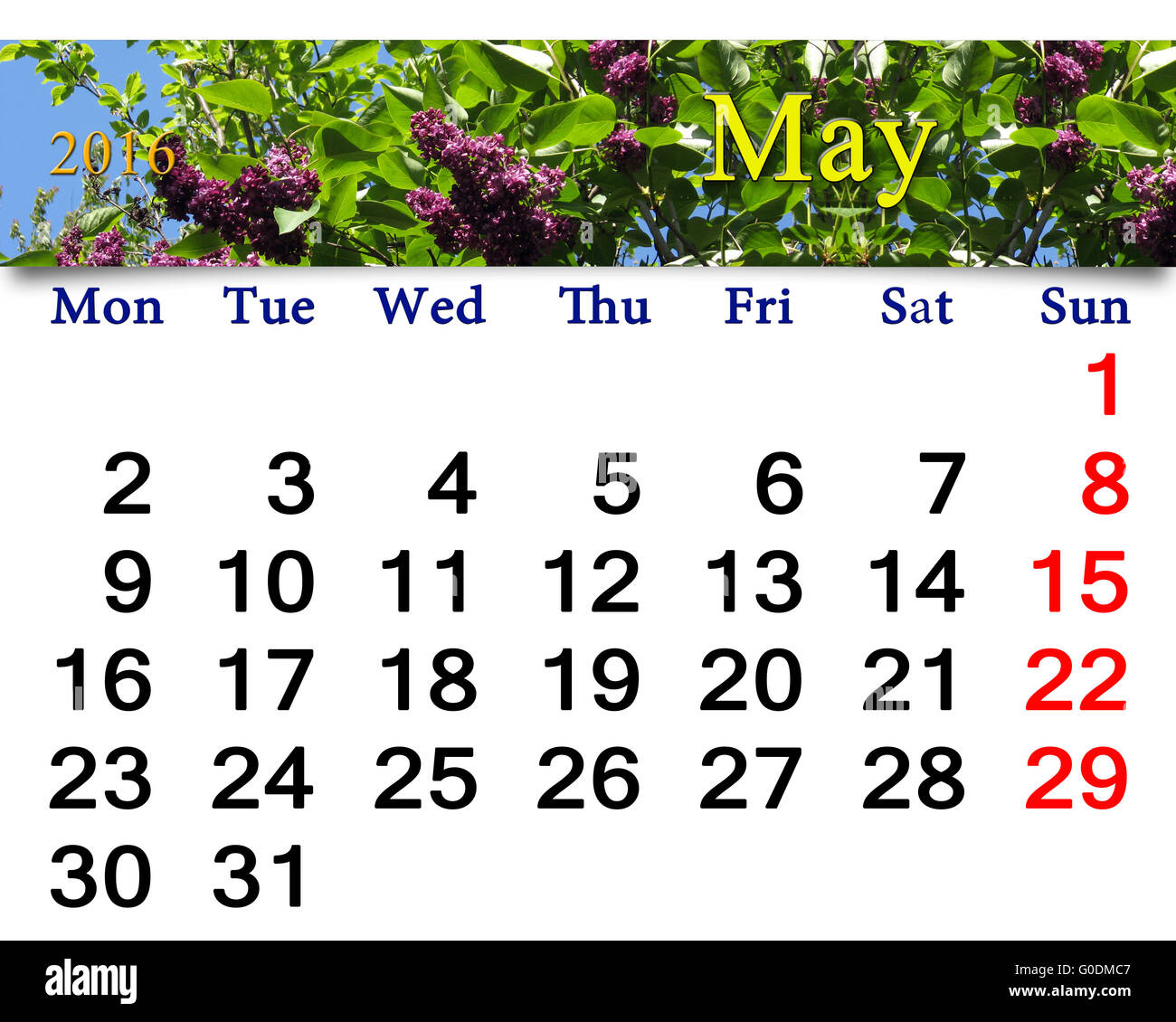 Calendario per il mese di maggio del 2016 con fiori di lilla. Ca Foto Stock