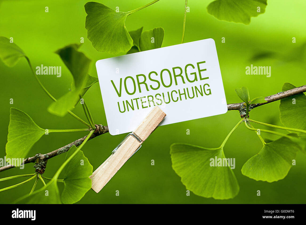 La parola "Vorsorgeuntersuchung" in un Ginkgo Tree Foto Stock