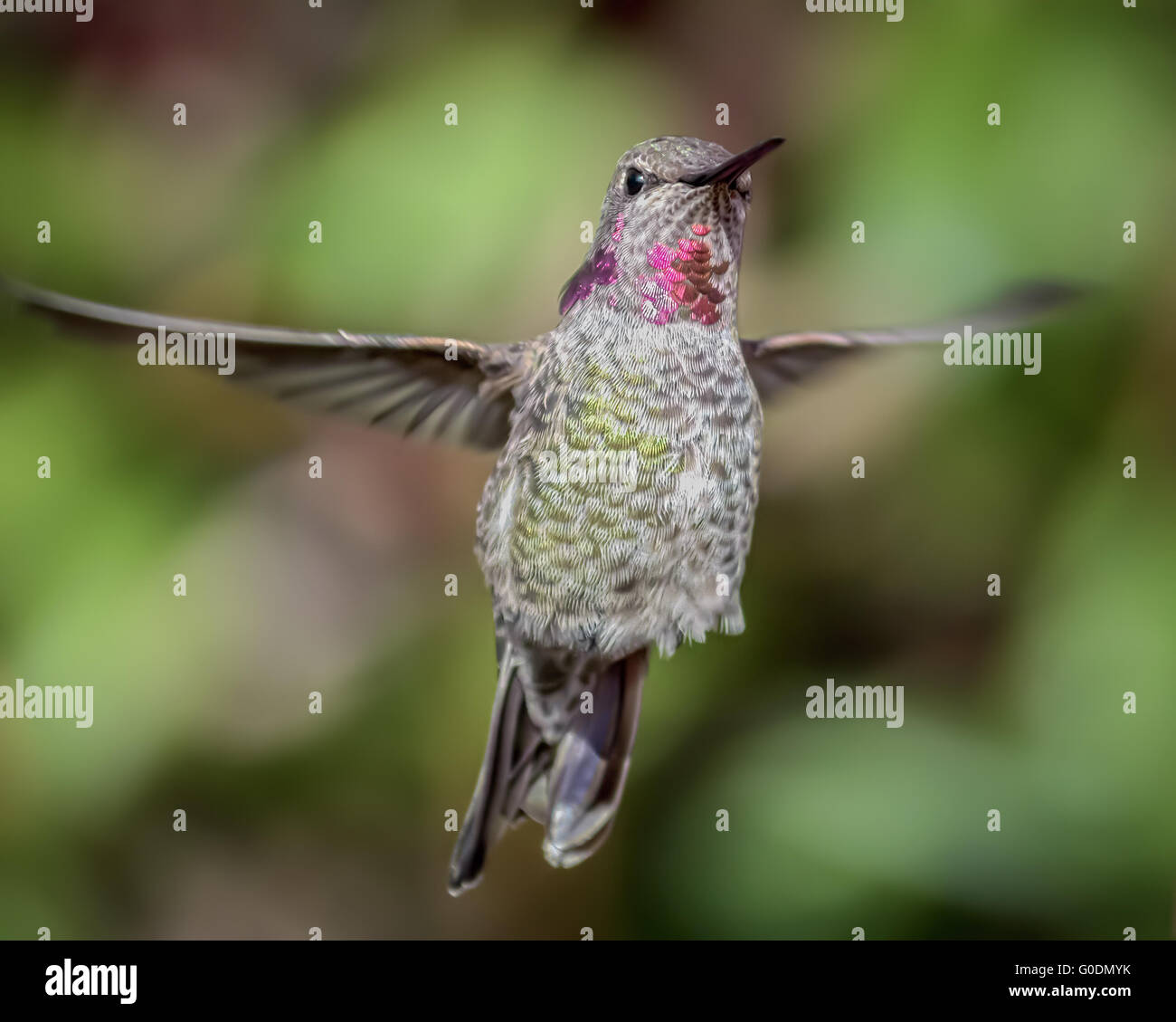 Anna's Hummingbird in volo Foto Stock