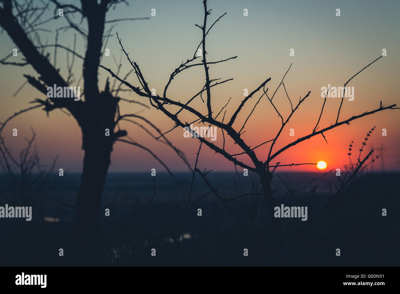 Silhouette di struttura ad albero al tramonto Foto Stock