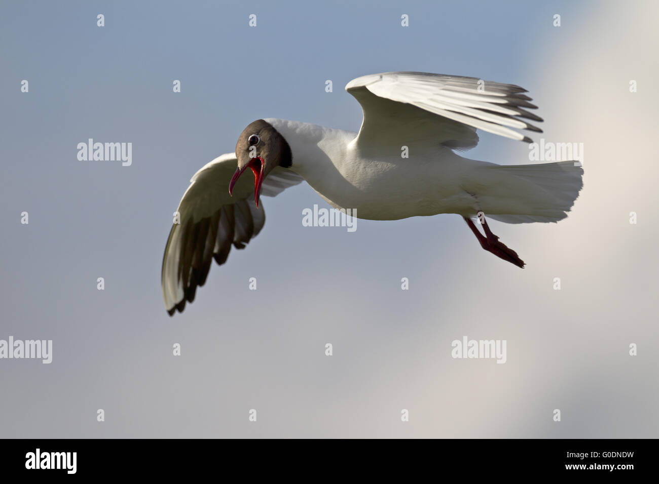 A testa nera gabbiano in allevamento del piumaggio in volo Foto Stock