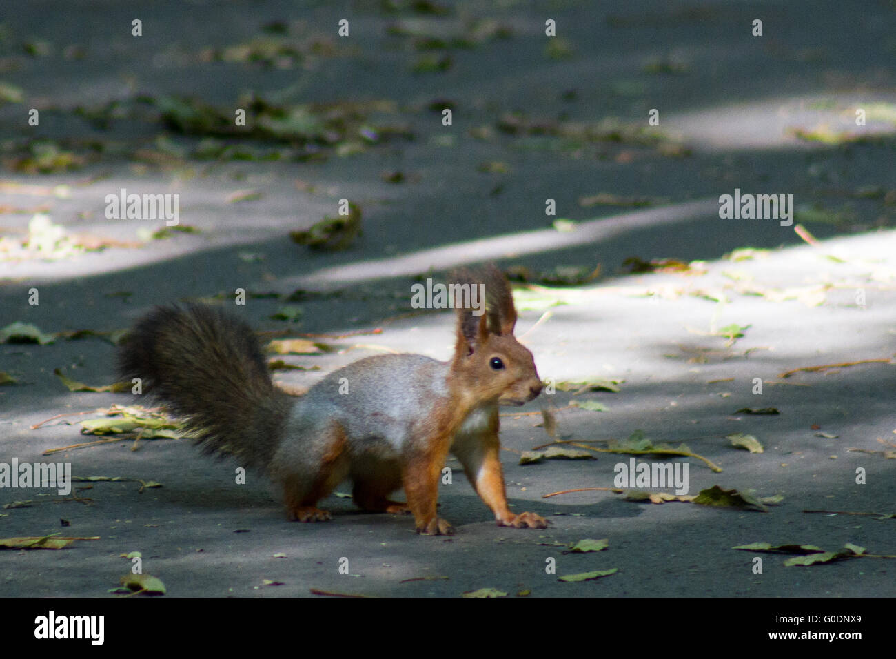 Lo scoiattolo in piedi tra le felci e foglie Foto Stock