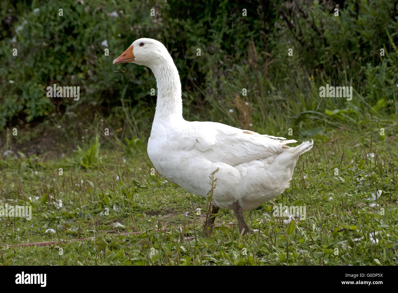 Goose correndo libero al di fuori Foto Stock