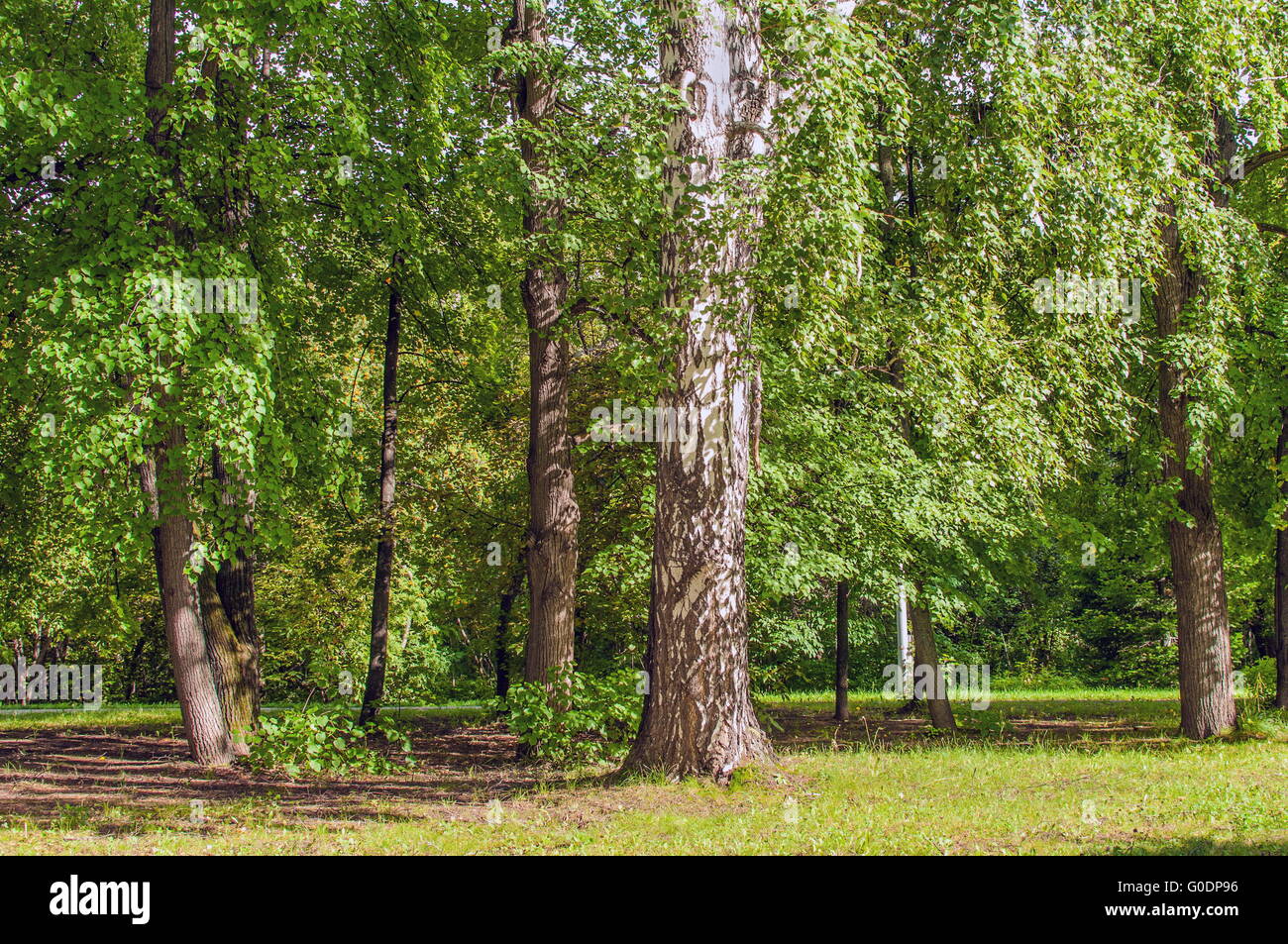 Siberiano Foresta estate Foto Stock