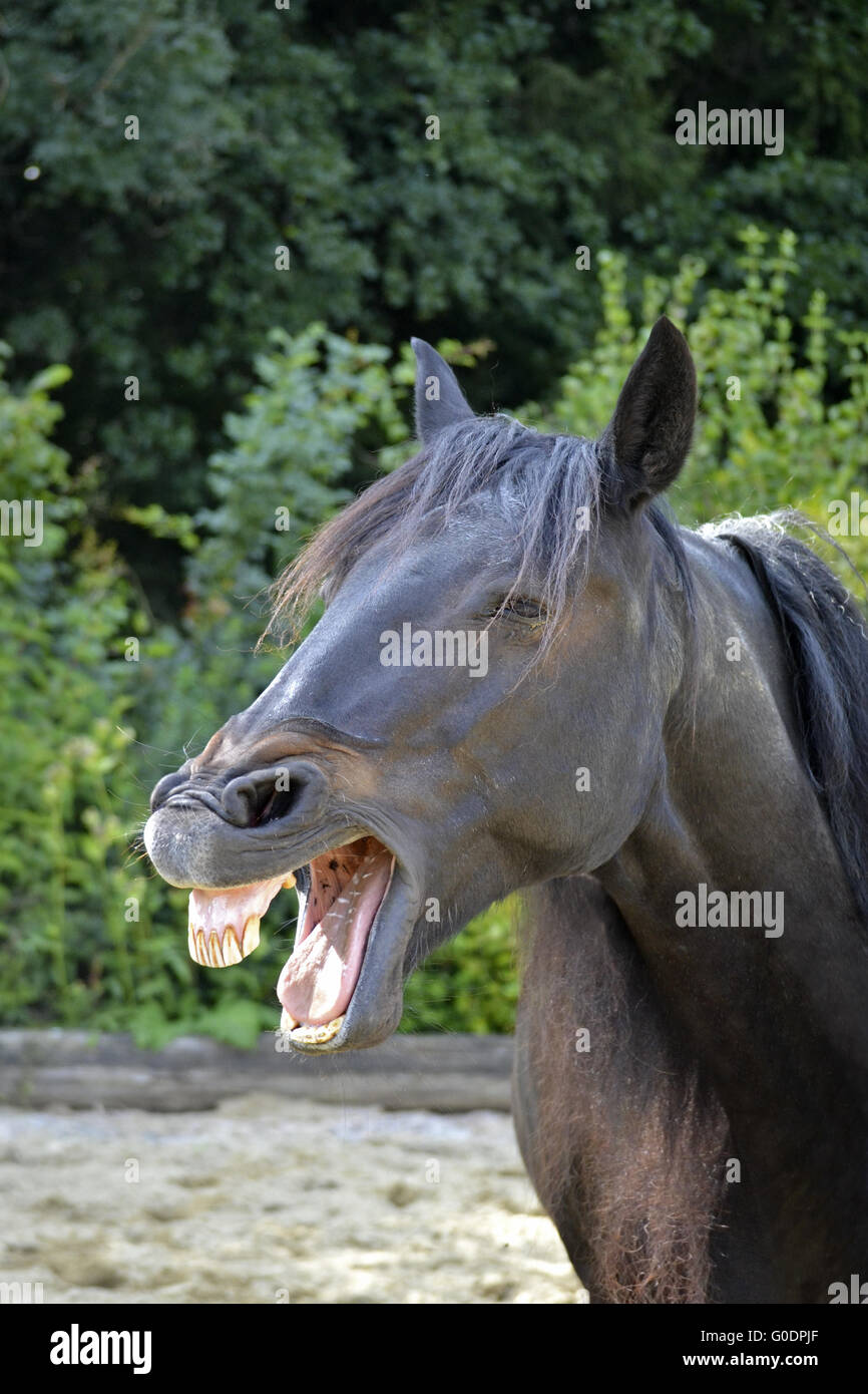 Funny Cavallo sorridente Foto Stock