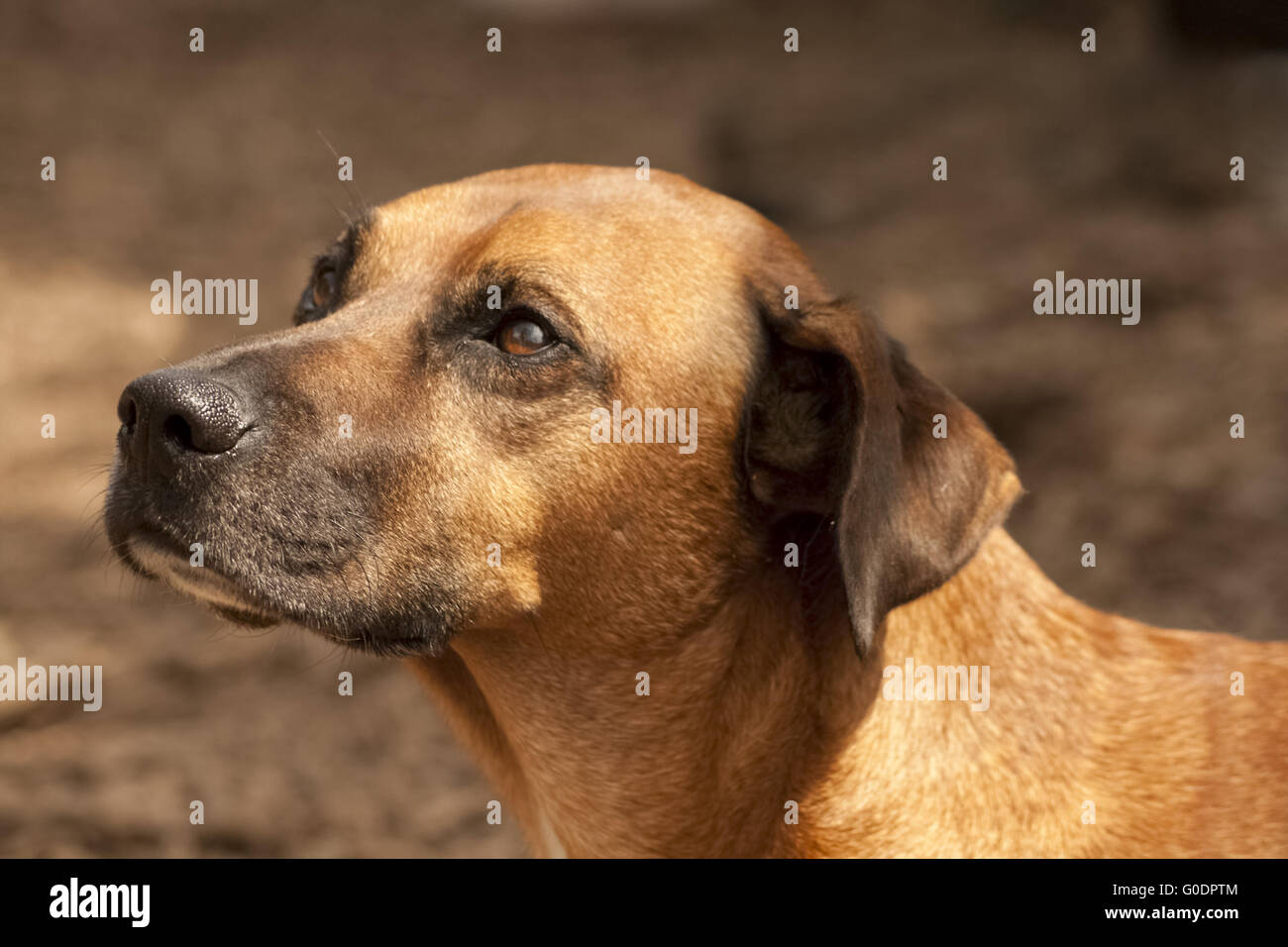 Cane attento Foto Stock