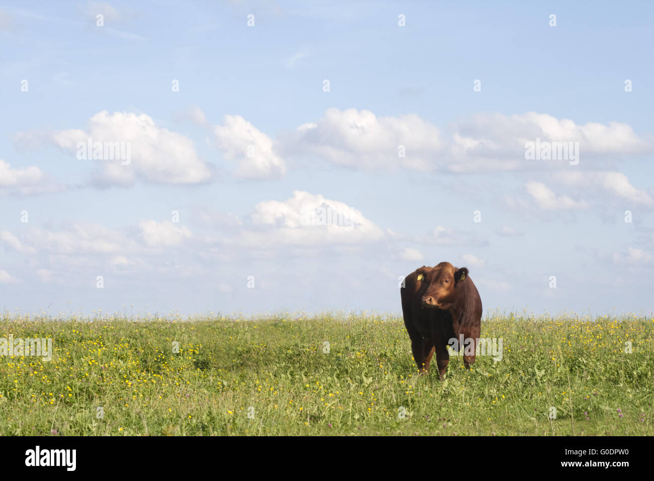 Le mucche al pascolo esterno su pascolo Foto Stock