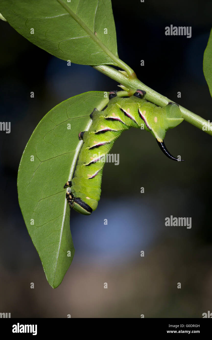 Ligustro Hawk Moth Caterpillar; Sphinx ligustri singolo il Ligustro; 23 Giorni Cornwall, Regno Unito Foto Stock