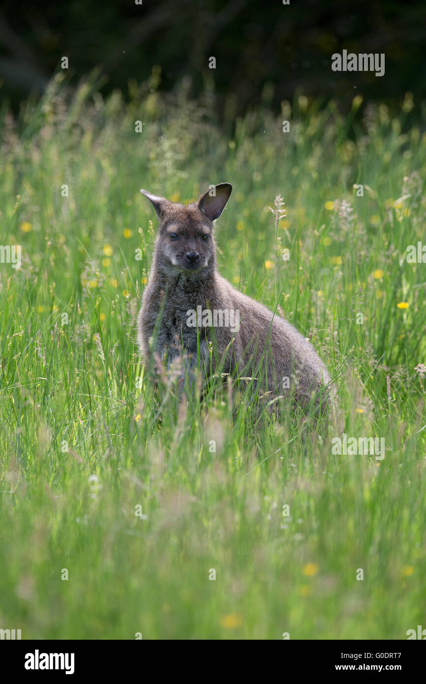 Collo rosso Wallaby; Macropus rufogriseus unico in Prato Isola di Man; Regno Unito Foto Stock