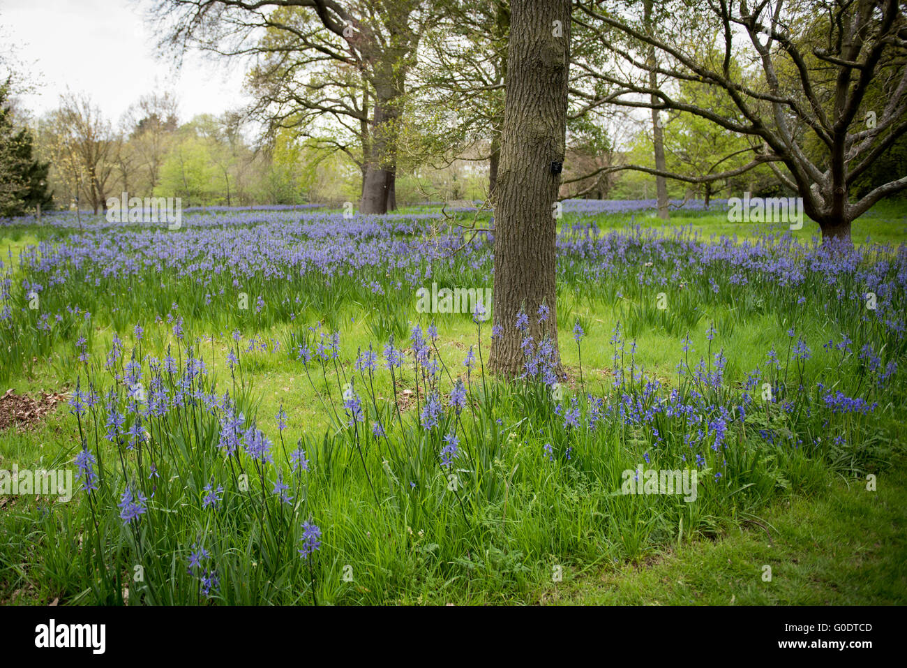 Bluebell bluebells fiori, Hyacinthoides fioritura in primavera a Kew Botanical Gardens a Londra, Regno Unito. Foto Stock