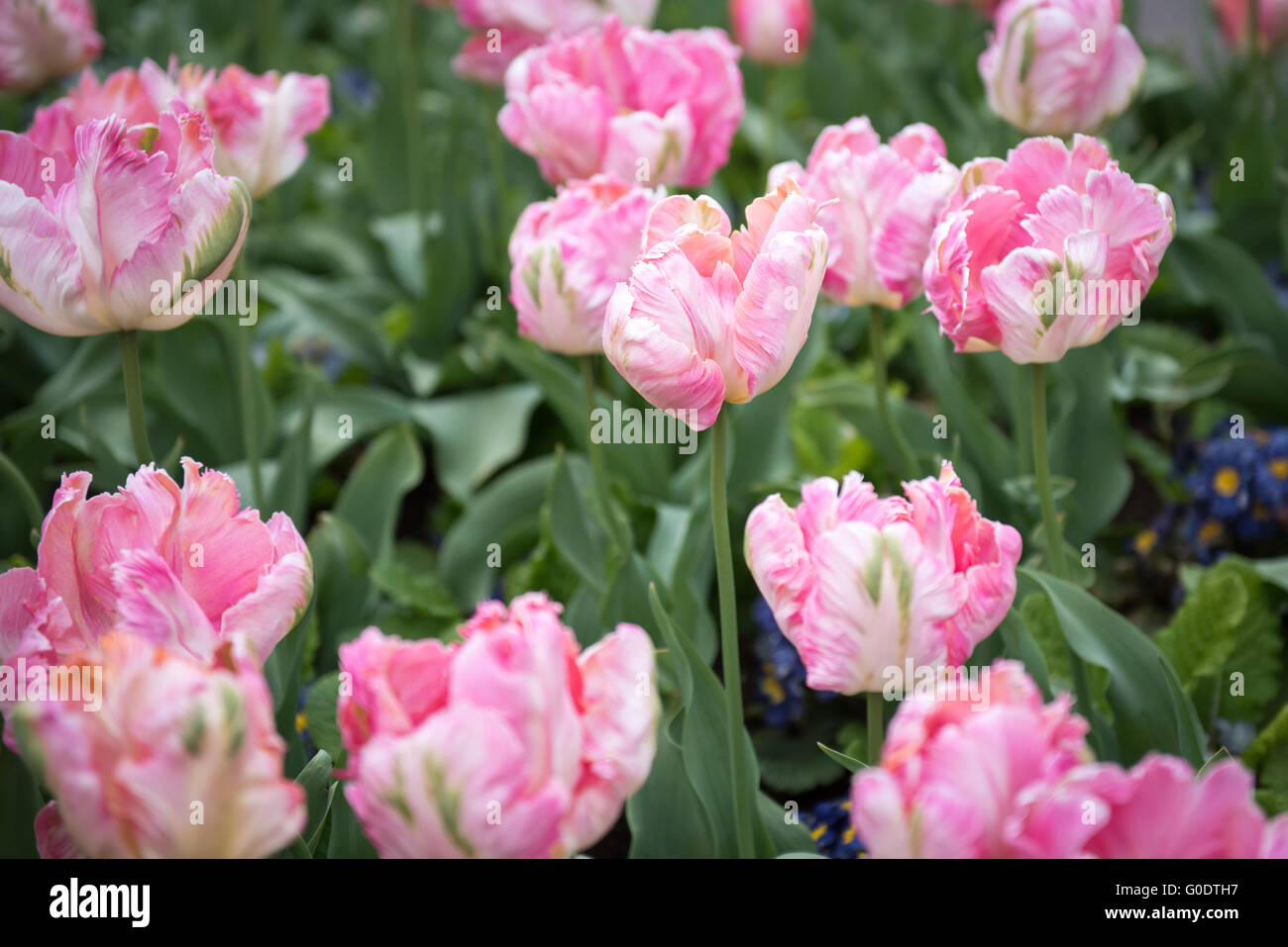 Albicocca Parrot tulipa tulipani con selvaggina di penna, arricciata, ritorto, sventolato petali a Kew Botanical Garden di Londra, Regno Unito Foto Stock